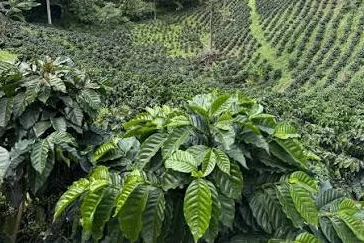 A hillside coffee plantation with the coffee plants in the foreground